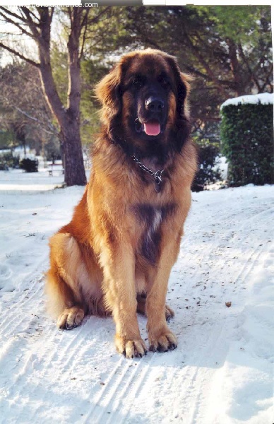 Sikkim ambre de L'amour sans Nuance